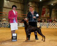 Doberman Pinscher #41 Sat BOW Maj +A2