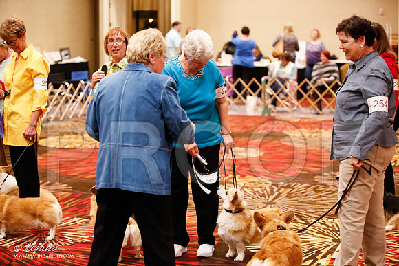 _JJ_7418-HstnCorgiFeb2015-HR3
