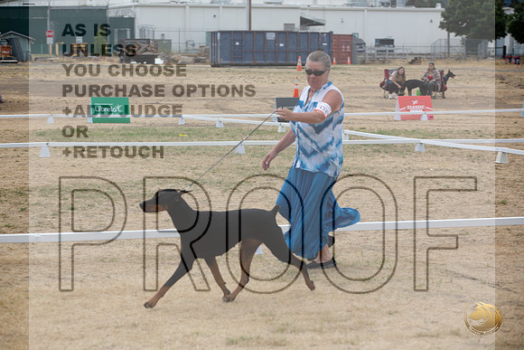 Ringside Longview WA 2024 Doberman Pinschers_JJL_3458_Longview WA_2024_HR3