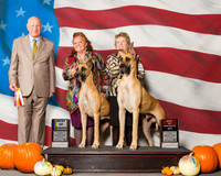 Great Danes #7 #6 Sun BOB BOS Jones Mari Ann Chaffin Sonya J David Moore Judge Mr Ralph J Ambrosio
