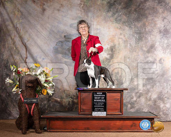Boston Terrier #5 Sat BOW NCh__SR_8907_TXRKNA2020-HR3
