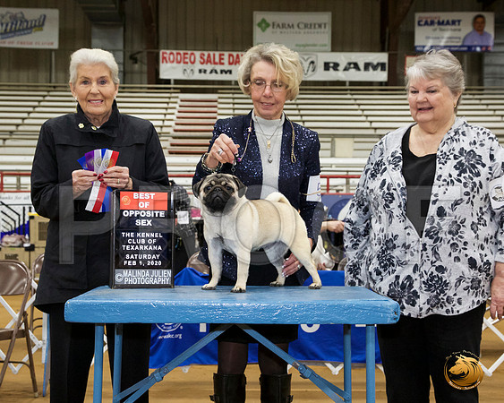 Pug #6 Sat BOS Judge Toddie Clark__JJ_8562_TXRKNA2020-HR3