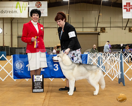 Siberian Husky #15 Sat BOB Maj NGrCh Judge Barbara Dempsey Alderman__JJ_8554_TXRKNA2020-HR3