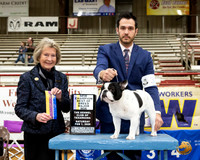 French Bulldog #33 Sat BOB Maj NCh Judge Anne Savory Bolus