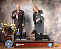 Dachshund Smooth #5 Sat BOB OHBOB Judge Allen Odom