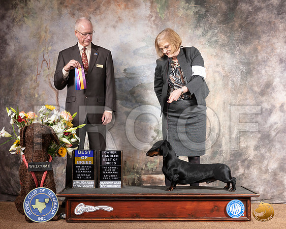 Dachshund Smooth #5 Sat BOB OHBOB Judge Allen Odom__SR_8958_TXRKNA2020-HR3