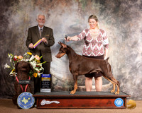 Doberman Pinscher #23 Sat BOB Judge Houston Clark