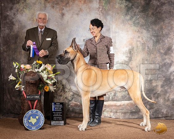 Great Dane #19 Sat BOW Maj NCh Judge Houston Clark__SR_8928_TXRKNA2020-HR3