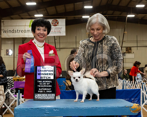 Chihuahua Long Coat #16 Sat WB NCh  Judge Barbara Dempsey Alderman__JJ_8590_TXRKNA2020-HR3