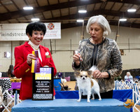 Chihuahua Long Coat #17 Sat BOB OHBOV