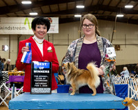Chihuahua Long Coat #19 Sat BOW Judge Barbara Dempsey Alderman