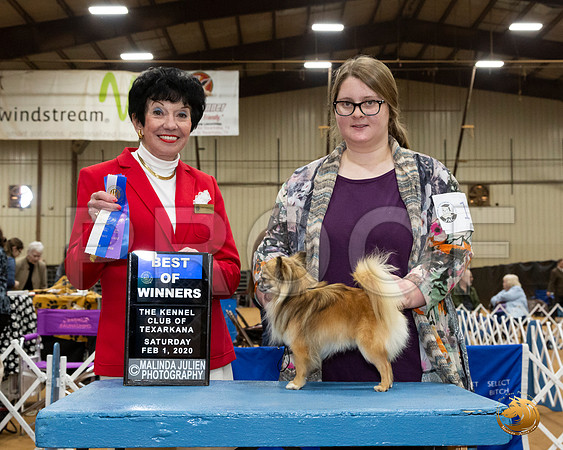 Chihuahua Long Coat #19 Sat BOW Judge Barbara Dempsey Alderman__JJ_8585_TXRKNA2020-HR3