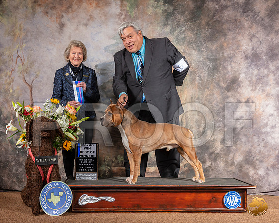 American Staffordshire Terrier #5 Sat BOW Maj Judge Anne Savory Bolus__SR_8984_TXRKNA2020-HR3
