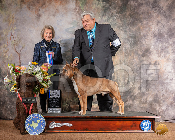 American Staffordshire Terrier #5 Sat BOW Maj Judge Anne Savory Bolus__SR_8986-Edit_TXRKNA2020-HR3