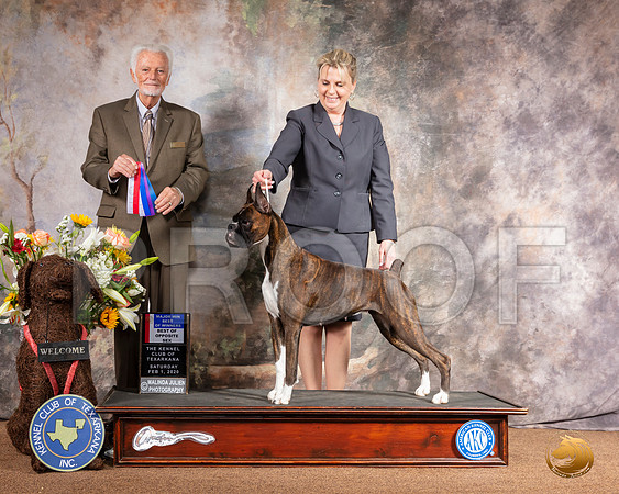 Boxer #14 Sat BOW BOS Maj Judge Houston Clark__SR_8997_TXRKNA2020-HR3