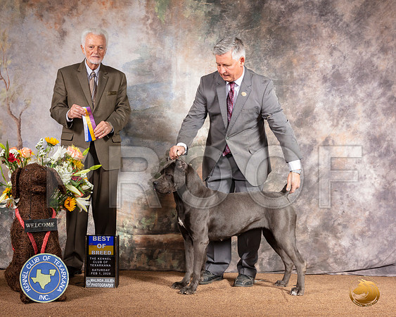 Cane Corso #10 Sat BOB BOW Judge Houston Clark__SR_8993_TXRKNA2020-HR3