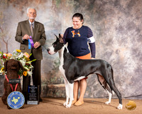 Great Dane #14 Sat WB Maj NCh Judge Houston Clark