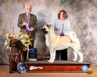 Akita #6 Sat BOW Judge Houston Clark