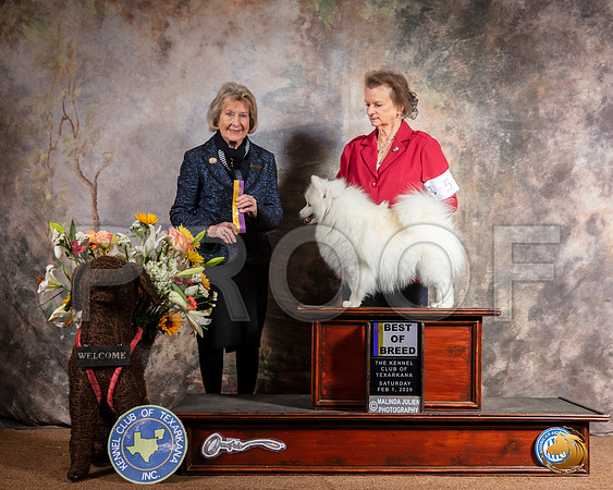 American Eskimo #5 Sat BOB Judge Anne Bolus__SR_9189_TXRKNA2020-HR3