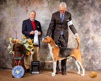 American Foxhound #5 Sat G4 Judge David Bolus