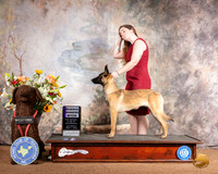 Belgian Malinois #14 Sat RWB