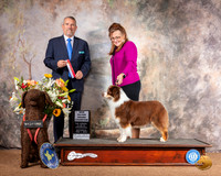 Miniature American Shepherd #6 Sat SlvrGrCh Judge Dana Cline