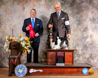 English Toy Spaniel #5 Sat G2 Judge Dana Cline