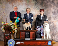 Pug #5 Siberan Husky #15 Sat OHBIS OHRBIS Judge David Bolus