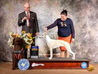 Whippet #8 Sat BOB Judge Allen Odom
