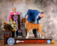 Boxer #19 Sat BIS Judge Toddie Clark