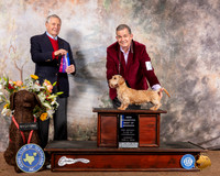 Dachshund Wire #5 Sun BOW NCh Judge David Bolus