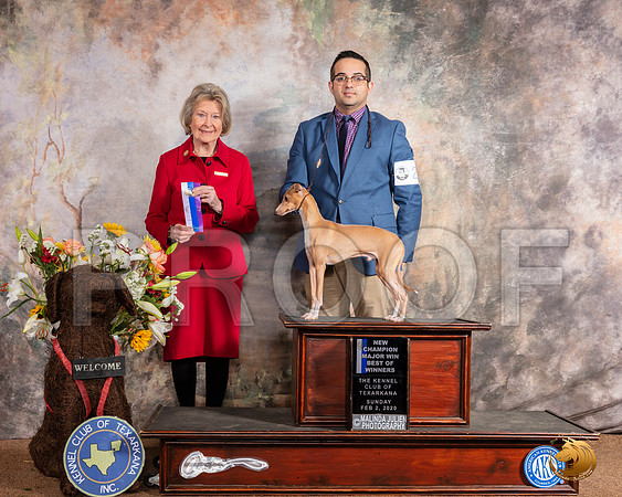 Italian Greyhound #23 Sun BOW Maj NCh Judge Anne Bolus__SR_9277_TXRKNA2020-HR3