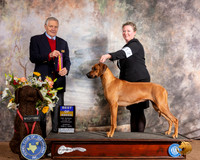 Rhodesian Ridgeback #12 Sun BOB Judge David Bolus