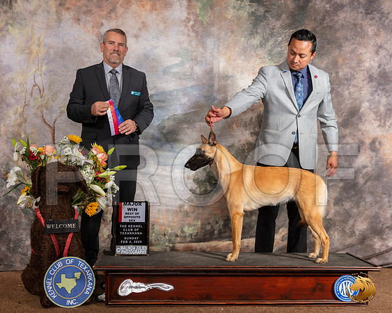Belgian Malinois #? Sun BOS Maj Judge Dana Cline__SR_9428_TXRKNA2020-HR3