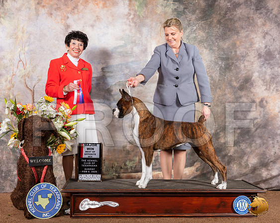 Boxer #28 Sun BOS Maj Judge Barbara Dempsey Alderman__SR_9353_TXRKNA2020-HR3