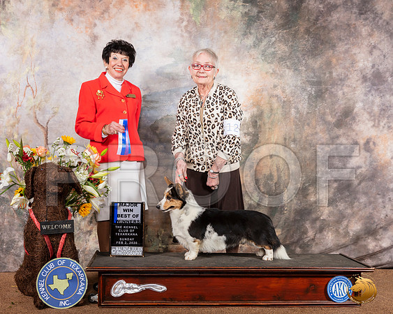 Cardigan Welsh Corgi #12 Sun BOW Maj Judge Barbara Dempsey Alderman__SR_9347_TXRKNA2020-HR3