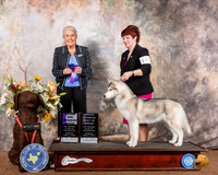 Siberian Husky #16 Sun WB Maj OHBOB Judge Toddie Clark