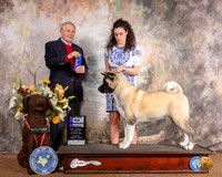Akita #12 Sun WB Judge David Bolus