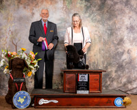 Poodle Toy #16 Sun BOS Judge Houston Clark