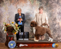 Portuguese Water Dog #5 Sun BOB OHBOB Judge Toddie Clark