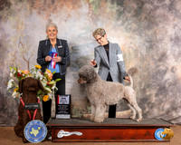 Portuguese Water Dog #8 Sun BOS Maj NCh Judge Toddie Clark