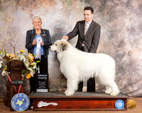 Great Pyrenees #5 Sun G4 Judge Toddie Clark