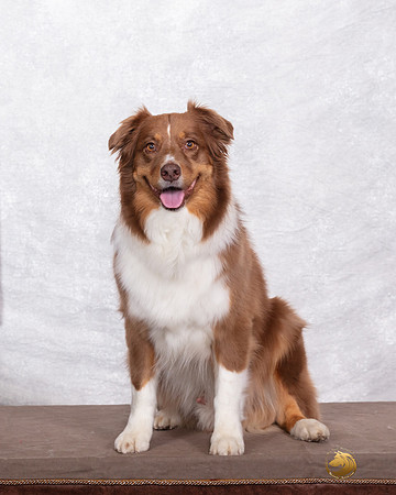 Australian Shepherd Ace 9th BD-_SR_3840_LngviwUKC2019-HR3