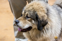 Tibetan Mastiff Rings Carol Ritzke Texarkana 2020