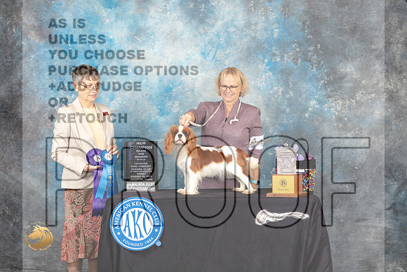 Cavalier King Charles Spaniel #12 Fri WBNCh Judge Donna Buxton_MJ_9677_HstnTOY_2022_HR3