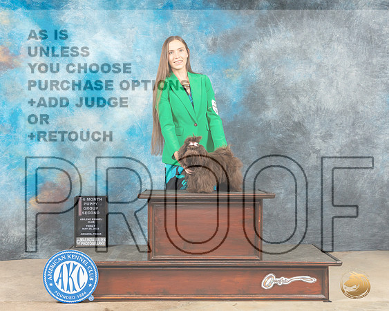Shih Tzu #10 Fri PG2 Judge Thomson Stanfield Jr-MMJ_2970-Addison2022-HR3