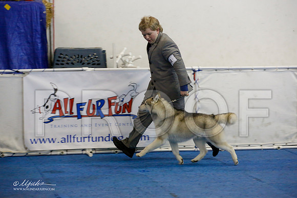 _M3_8414-AddisonHuskyMar2015-HR3