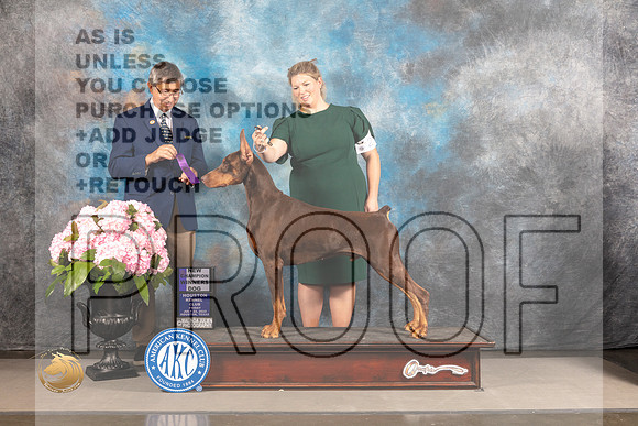 Doberman Pinscher #31 FRI WD NCH Judge RIchard Powell_MJ_5616_Houston_2022_HR3