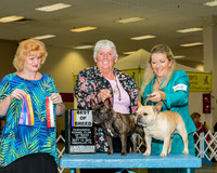 French Bulldogs #24 #29 Sun BOB BOS McFarland Deborah Travis Teague Judge Ms Betty Nelson Pollock