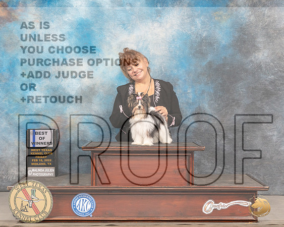Biewer Terrier #7 Fri BOW Judge Gary AndersenMMJ_3144_Mdlnd2022_HR3